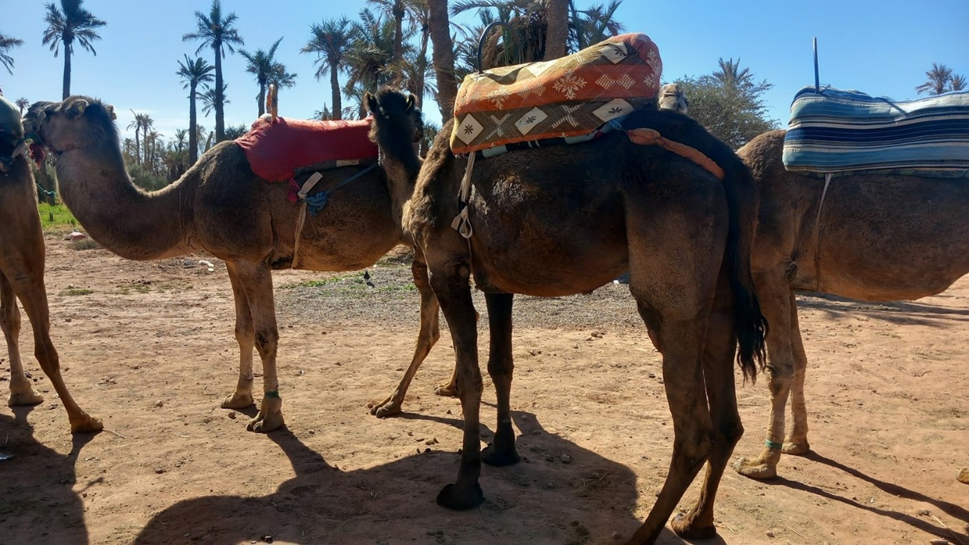 North Africa