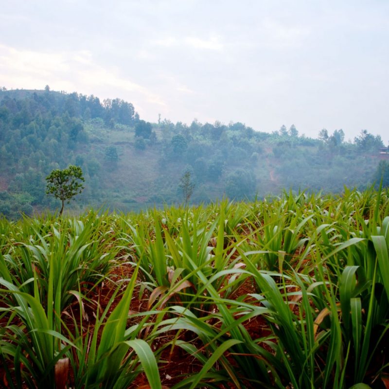 Burudi Field with maize